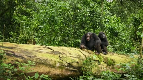 Common or Robust Chimpanzee - Pan troglodytes also chimp, great ape native to th Stock Footage 262849496