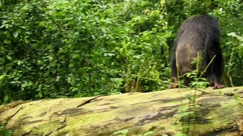 Common or Robust Chimpanzee - Pan troglodytes also chimp, great ape native to th Stock Footage 262849528