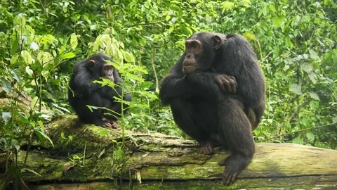 Common or Robust Chimpanzee - Pan troglodytes also chimp, great ape native to th Stock Footage 262849565