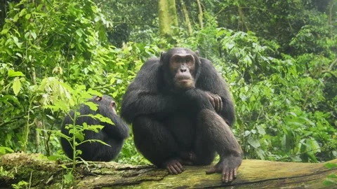 Common or Robust Chimpanzee - Pan troglodytes also chimp, great ape native to th Stock Footage 262849614