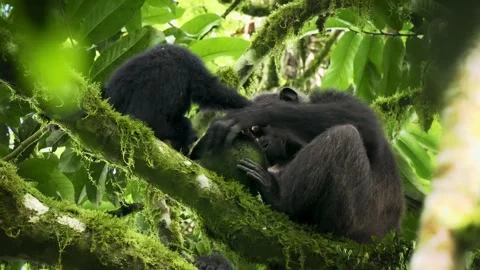 Common or Robust Chimpanzee - Pan troglodytes also chimp, great ape native to th Stock Footage 262849641