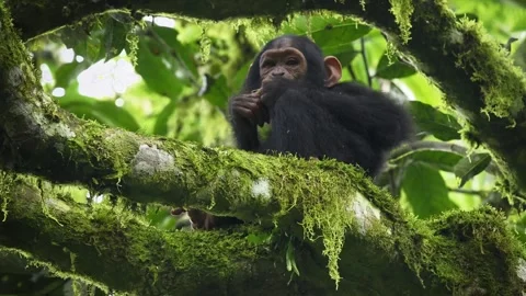Common or Robust Chimpanzee - Pan troglodytes also chimp, young baby of great ap Stock Footage 262849669