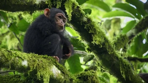 Common or Robust Chimpanzee - Pan troglodytes also chimp, young baby of great ap Stock Footage 262849722