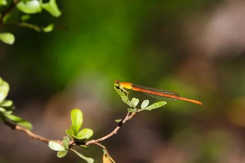 Common Orange Citril Damselfly On Leaf (Ceriagrion glabrum) Foto stock