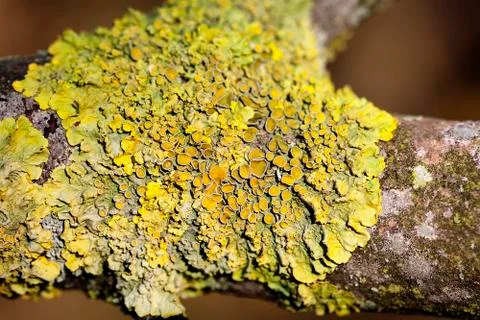 Common orange lichen Stock Photos