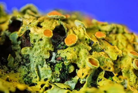Common orange lichen Stock Photos