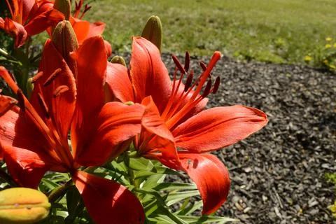 Common Orange Lily Stock Photos