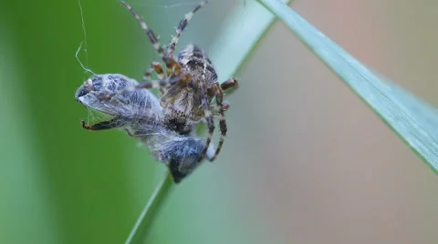 Common orb weaver spider eating a fly Stock Footage 67385013