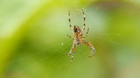 Common orb weaver spider eating a fly Stock Footage 67385177