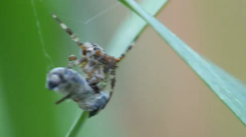 Common orb weaver spider eating a fly Stock Footage 67385202