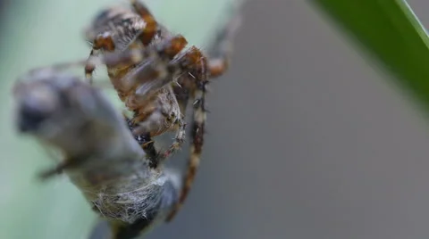 Common orb weaver spider eating a fly Stock Footage 67385315