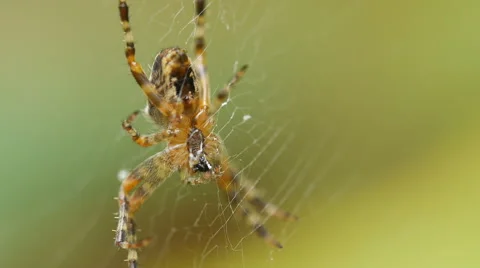 Common orb weaver spider eating a fly Stock Footage 67385398