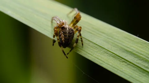 Common orb weaver spider eating a fly Stock Footage 67385408