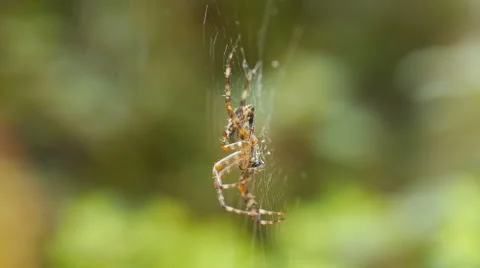 Common orb weaver spider eating a fly Stock Footage