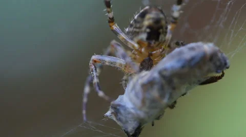 Common orb weaver spider eating a fly Stock Footage 67385496