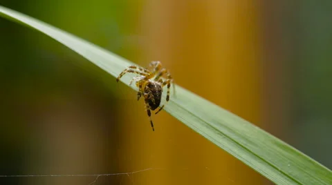 Common orb weaver spider eating a fly Stock Footage 67385510