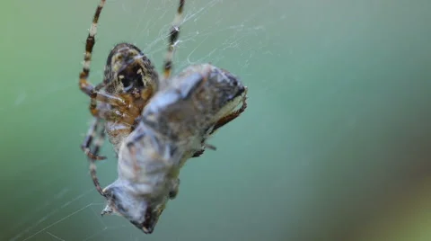 Common orb weaver spider eating a fly Stock Footage 67385535