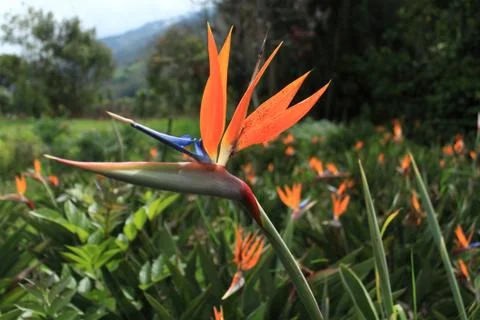 Common Orchids Foto stock