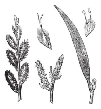 Common Osier or Salix viminalis vintage engraving Stock Illustration
