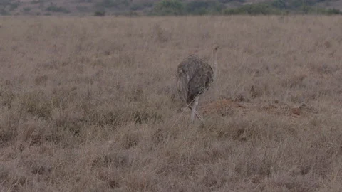 A Common Ostrich Eats Grass in Wildlife Reserve, 6K Stock Footage 221873585
