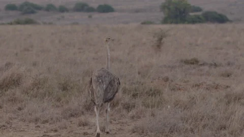 A common ostrich in field Stock Footage 221873143