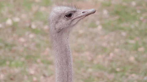 Common Ostrich Head Stock Footage 189127028