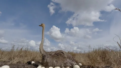 Common Ostrich incubating its eggs in dry savannah grassland Stock Footage 314788753