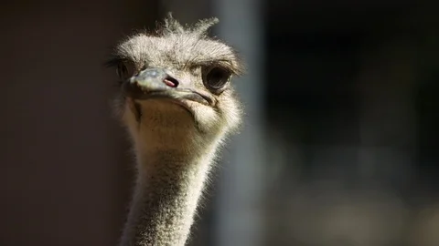 Common Ostrich looking around in the forest Stock Footage 93528624