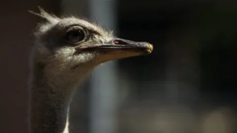 Common Ostrich looking around in the forest Stock Footage 93528643