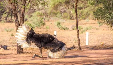 Common ostrich Stock Photos