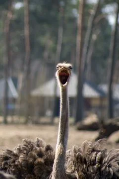 Common ostrich Stock Photos