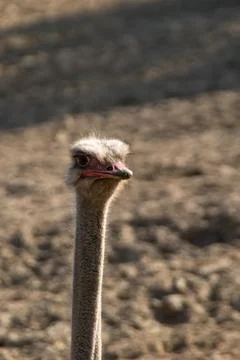 Common ostrich Stock Photos