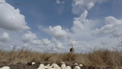 Common Ostrich running away from its eggs in dry savannah Stock Footage 314783759