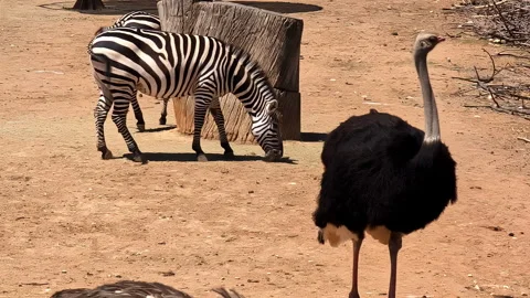 Common Ostrich Standing In Sunlight With Zebra Feeding In Background. Stock Footage 284943461