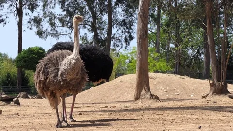 Common ostrich (Struthio camelus) Stock Footage 76145686