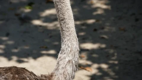 Common ostrich (Struthio camelus) Stock Footage 221359086