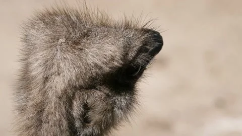 Common ostrich (Struthio camelus) Vidéo 221359700