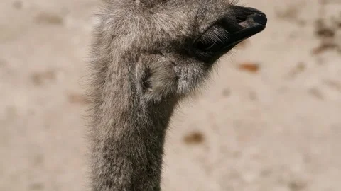 Common ostrich (Struthio camelus) Stock Footage 221359731