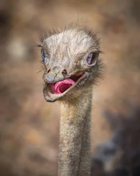 Common Ostrich Struthio camelus with it's beak open and visible exposed insid Stock Photos