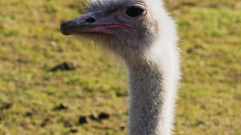 The common ostrich (Struthio camelus), is native to Africa Stock Footage 168776462