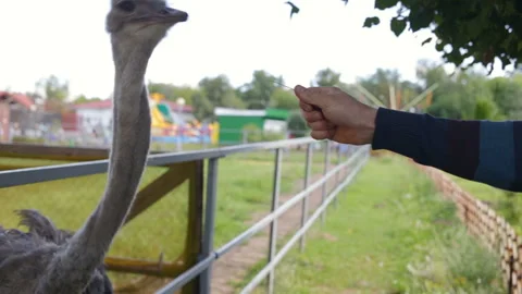 Common ostrich (Struthio camelus) pecks the man's hand. Ostrich pulls the blades Stock Footage 109233340
