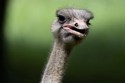 The Common Ostrich (Struthio camelus). Stock Photos