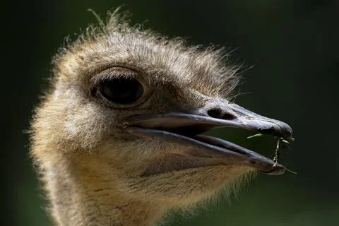 The Common Ostrich (Struthio camelus). Stock Photos