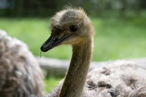 The Common Ostrich (Struthio camelus). Stock Photos