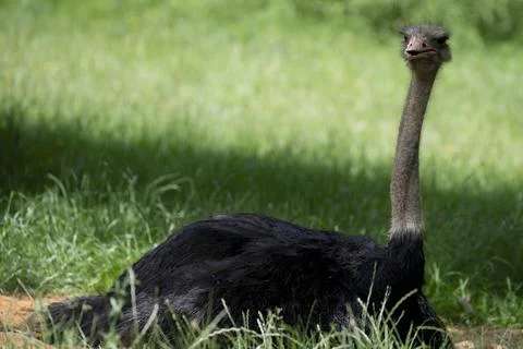 The Common Ostrich (Struthio camelus). Stock Photos