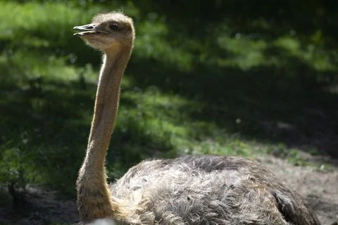 The Common Ostrich (Struthio camelus). Stock Photos