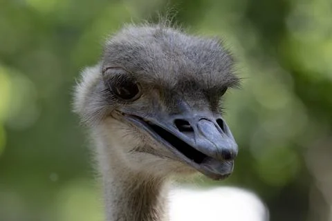 The Common Ostrich (Struthio camelus). Stock Photos