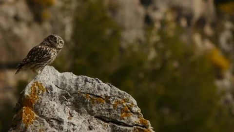 Common owl on the rock Stock Footage 103056398