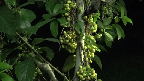 Common Palm Civet Stock Footage 314842257