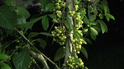 Common Palm Civet Stock Footage 314842422